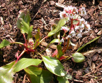 Bergenie_Habitus_5.4.10.jpg