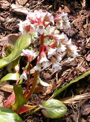 Bergenie_Blute_5.4.10.jpg