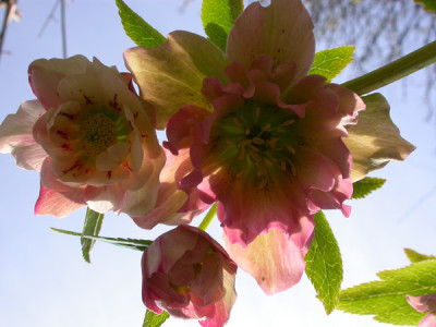 Helleborus_Himmel_5.4.10.jpg