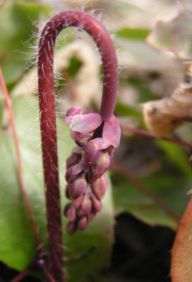 epimedium_wahrscheinlich_pinnatum_ssp_colchicum.jpg