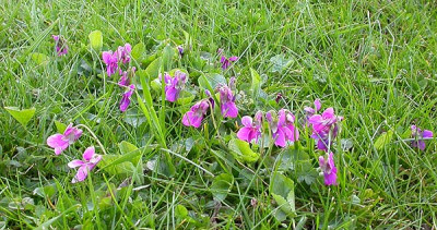 Rosa_Veilchen_im_Gras_5.4.10.jpg