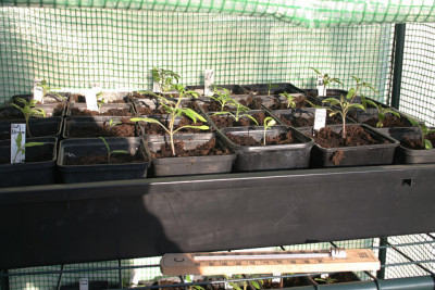 Tomatenaufzucht0610.jpg