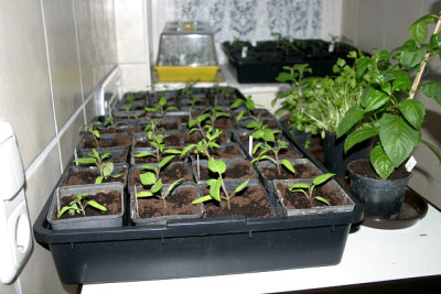 Tomatenaufzucht0210.jpg