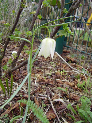 Fritillaria_meleagris-2.jpg