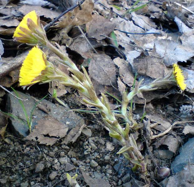WaldwegDSC00175jpg.jpg
