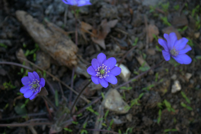 Leberbluemchen0110.jpg