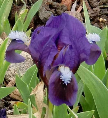 Pumila3.JPG