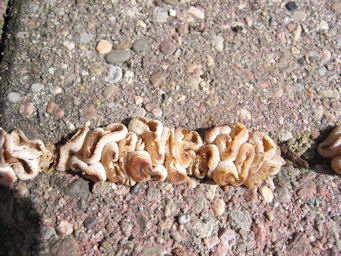 Krauselfugenpilz.jpg