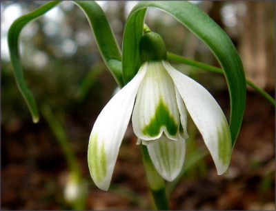 Galanthus_W.JPG