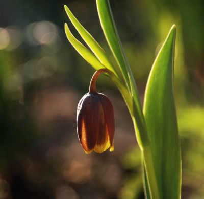 fritillaria_michailovskyi_7_4_10.jpg