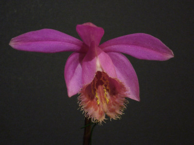 Pleione_Bandai_San_Sand_Grouse_800x800_80KB.jpg