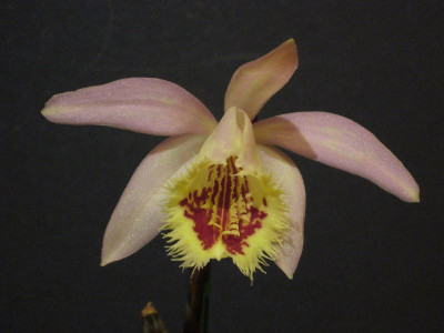 Pleione_Shantung_Ridgeway_800x800_80KB.jpg