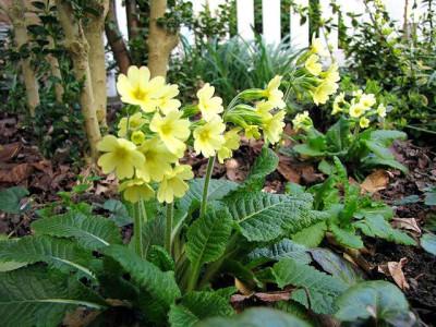 p_IMG_0691_Schlusselblumen.jpg