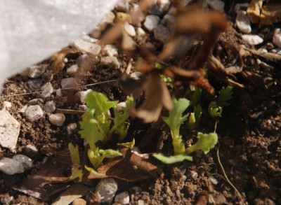 romneya_coulteri_fruehling_2010.jpg