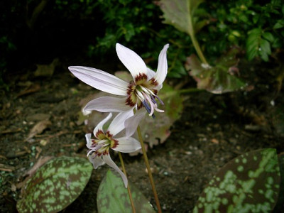 erythronium_dc_snowflake_2010-04-04_282.jpg