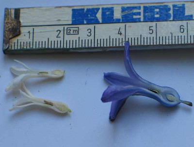 hyacinthus-cut-axel.jpg