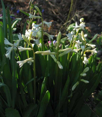 hyacinthus-axel1.jpg