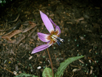 erythronium_dc_lilac_wonder_2010-04-04_284.jpg