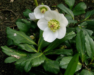helleborus_niger_2010-04-04_289.jpg