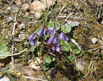 Soldanella_alpina.jpg