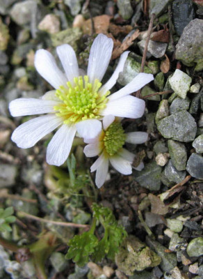 Callianthemum_anemonoides_8.4.10._033.jpg