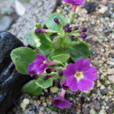 Primula_grignensis_8.4.10._023.jpg