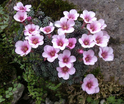 comp_Saxifraqga_1.jpg