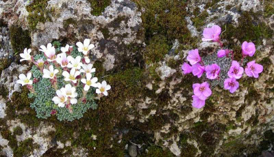 comp_Saxifraga_2.jpg