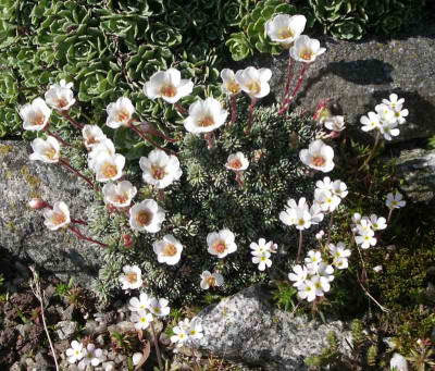 comp_Saxifraga_3.jpg