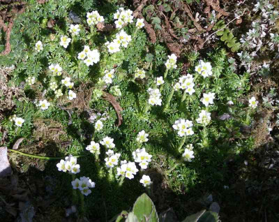 comp_Saxifraga_4.jpg