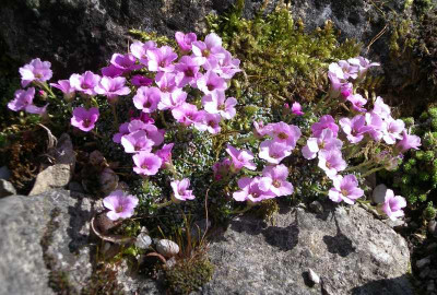 comp_Saxifraga_5.jpg