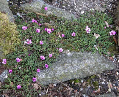comp_Saxifraga_6.jpg