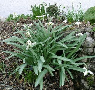 03290044_eGalanthus_gefullt.JPG
