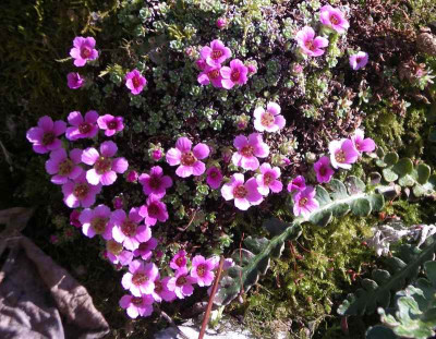 comp_Saxifraga_7.jpg