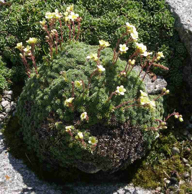 comp_Saxifraga_8.jpg