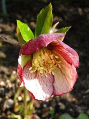 7._April_2010_012.JPG