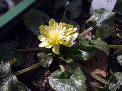 Ranunculus_alba_plena_2002.jpg