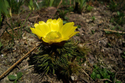adonis_vernalis2010_zg.jpg
