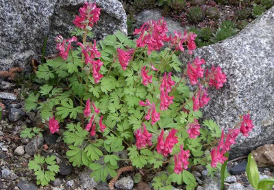 comp_Corydalis_solida.jpg