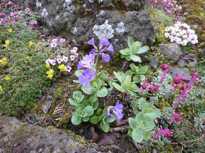 farbenfroher_Steingarten_fars_2010.jpg