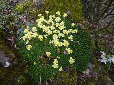 Saxifraga_gelb_fars_2010.jpg