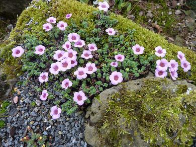 Saxifraga_oppositifolia_im_Trog_fars_2010.jpg