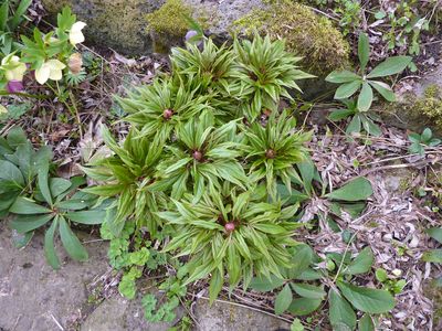 Paeonia_veitchii_fars_2010.jpg