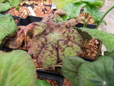 DSCF0227.JPG