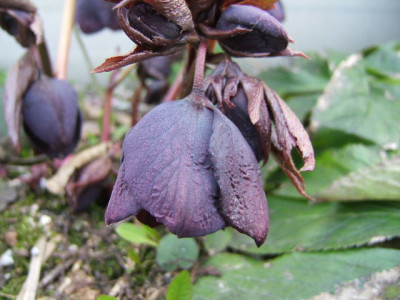 DSCF0244.JPG