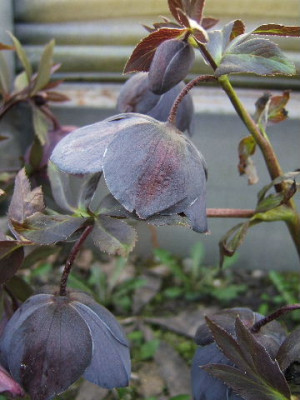 DSCF0250.JPG
