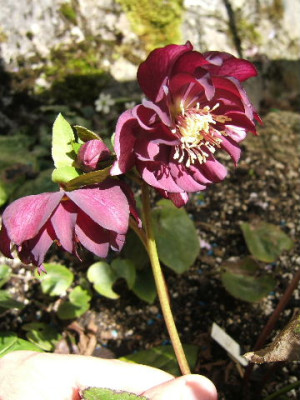 DSCF0173.JPG