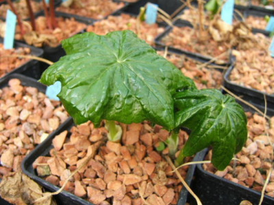 DSCF0229.JPG