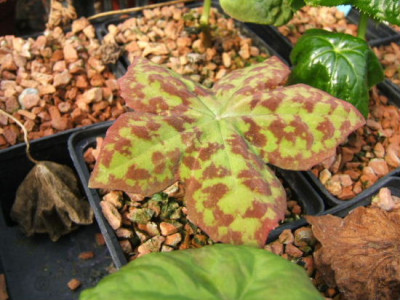 DSCF0230.JPG