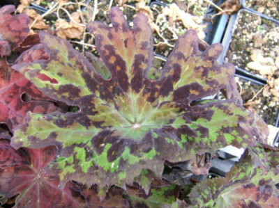 DSCF0232.JPG